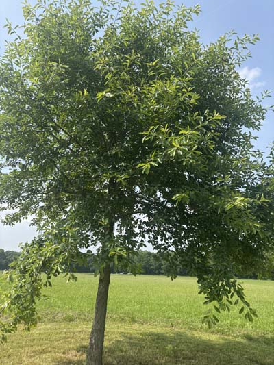 Black Gum Tree