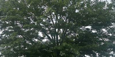 Black Maple Tree Black Maple Tree