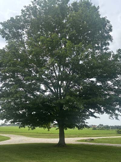 Black Maple Tree