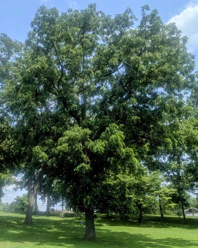 Black Walnut Black Walnut