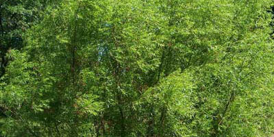 Black Willow Tree Black Willow Tree