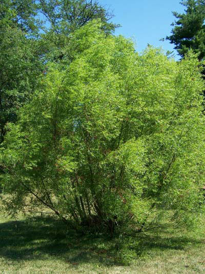 Black Willow Tree