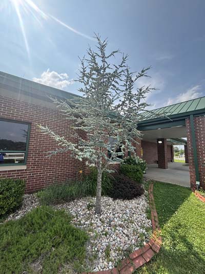 Blue Spruce Blue Spruce