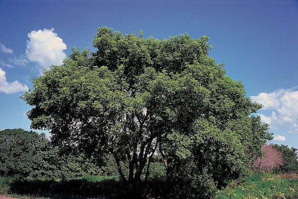 Box Elder Box Elder