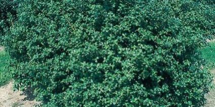 China-Boy-Holly-Tree