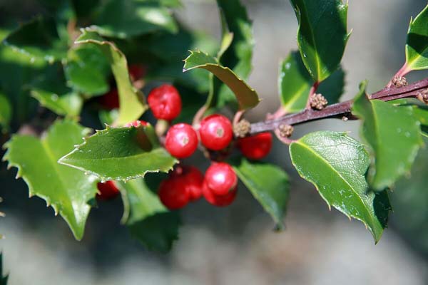 China Girl Holly Berries China Girl Holly Berries