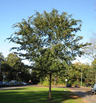 Chinese elm is a large ornamental deciduous shade tree in the Ulmaceae (elm) family native to China, Korea, and Japan. Chinese Elm makes a shade-resistant street or urban tree that is resistant to Dutch elm disease and air pollution. The bark is lacy, exfoliating bark in shades of brown, tan, olive, and cinnamon.