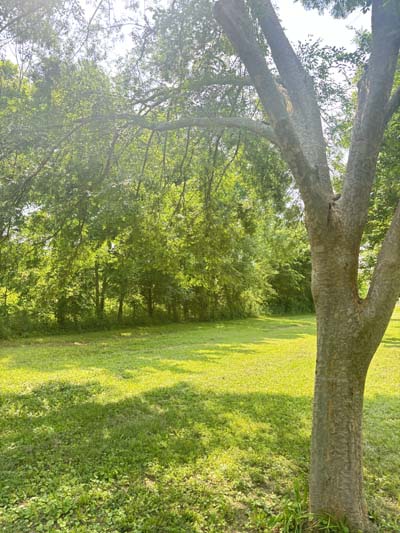 Chinese Elm Tree