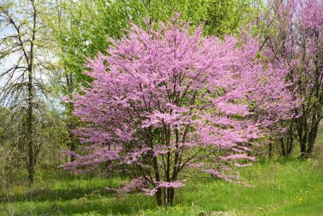 Eastern-Redbud-Tree
