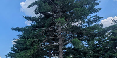 Eastern White Pine Tree Eastern White Pine Tree