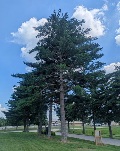 Eastern White Pine Tree