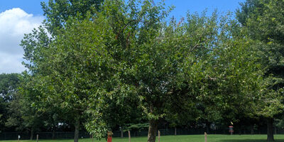 Flowering Crabapple Tree