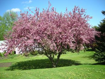 Most crabapples are considered four-season trees. Crabapples are best suited to zones 4-8. They enjoy 6 hours of sun a day to look their best, Flowering crabapples are available in pink, white or magenta blooms, and all fruiting trees will have tiny fruits that look like berries but can be up to 2 inches wide. That’s the crabapple itself!