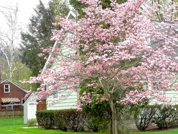 Flowering Dogwood Tree