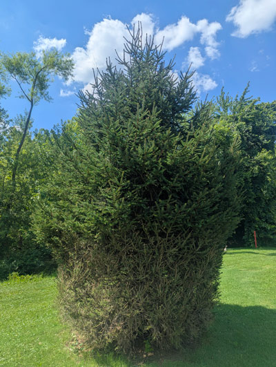 Fraser Fir