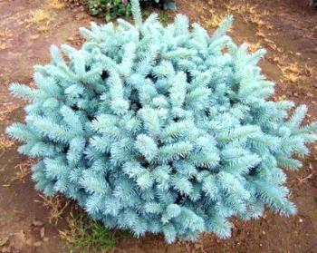 Globe-Spruce-Tree