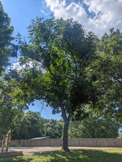 Green Ash Tree