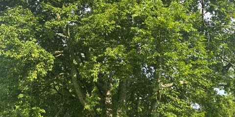 Hackberry
