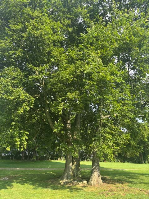 Hackberry