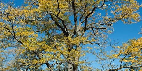 Honeylocust