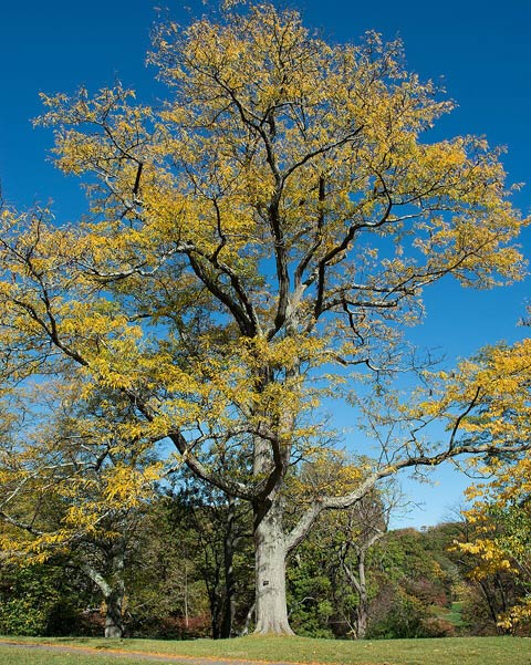 Honeylocust