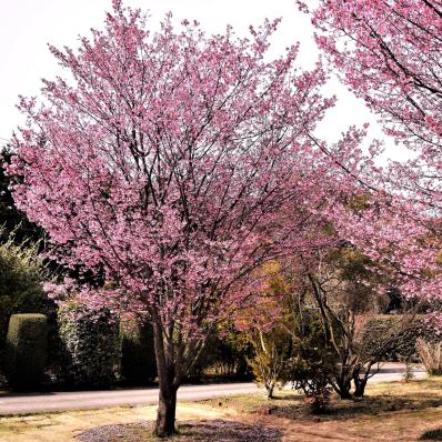Japanese-Cherry-Tree