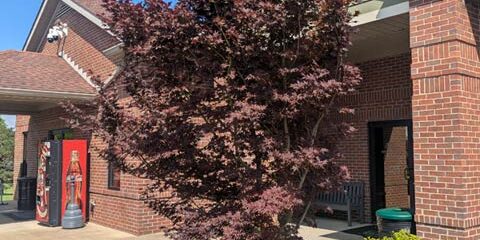 Japanese Maple
