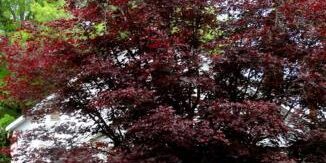 Japanese-Maple-Tree