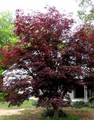 The Japanese maple is a short tree in the Sapindaceae (soapberry) family, native to southeast Korea and central and south Japan, and noted for having many aesthetically pleasing forms. Weeping as well as upright varieties exist, and the species is well noted for its beautiful deep red and orange summer color that deepens into the fall.