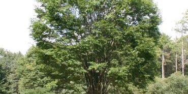 Japanese-Zelkova-Tree