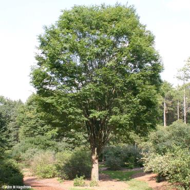 Japanese-Zelkova-Tree