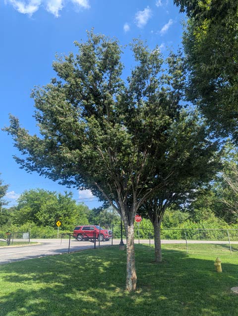 Japanese Zelkova