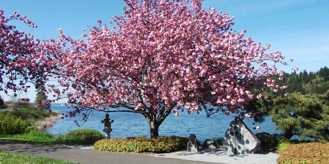 Japanese Cherry