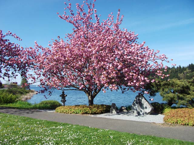 Japanese Cherry