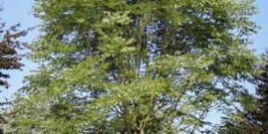 Kentucky-Coffeetree-Tree