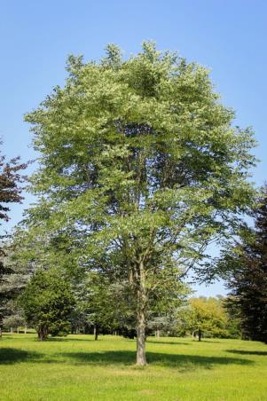 Kentucky-Coffeetree-Tree