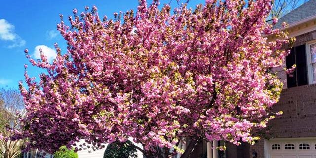 Kwanzan Cherry Tree