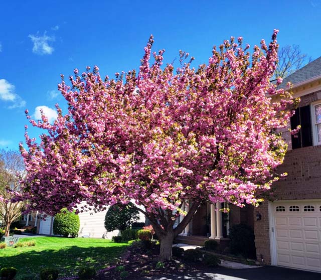 Kwanzan Cherry Tree