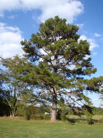 Loblolly-Pine-Tree