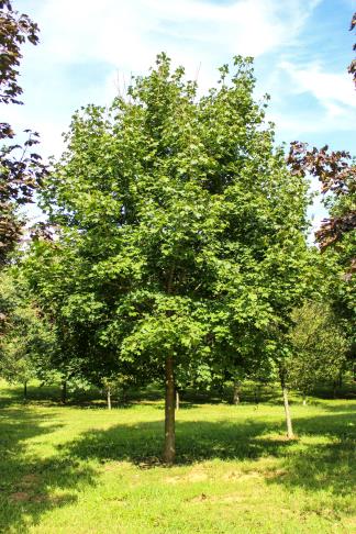 Norway maples have invasive traits that enable them to spread aggressively. While these trees have demonstrated invasive traits, there is insufficient supporting research to declare them so pervasive that they cannot be recommended for any planting sites. Norway maple can be distinguished from other maple species by the milky white fluid that oozes when the stem of a leaf is broken.