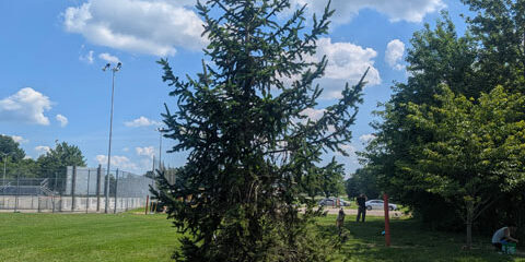 Norway Spruce