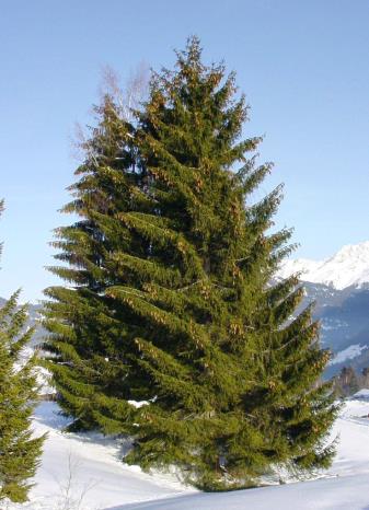 Norway-Spruce-Tree