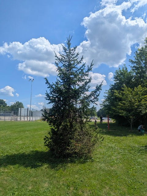 Norway Spruce