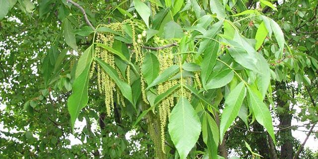 pignut hickory