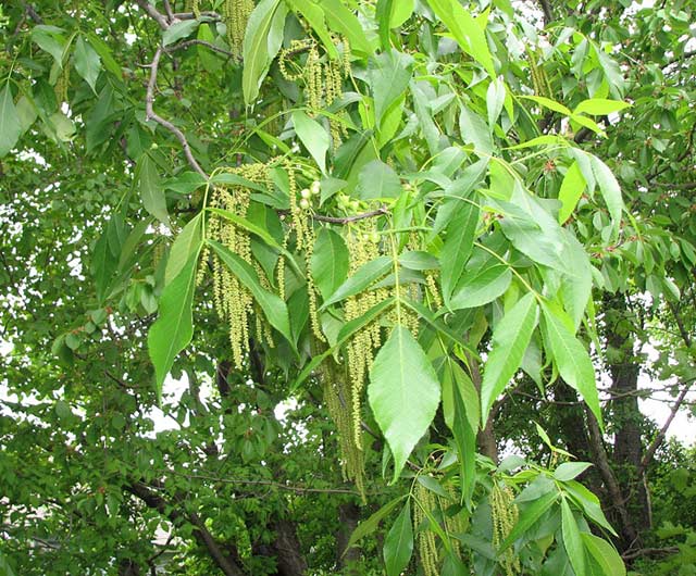 pignut hickory