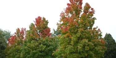 Red-Maple-Trees