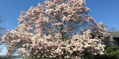 Saucer-Magnolia-Tree