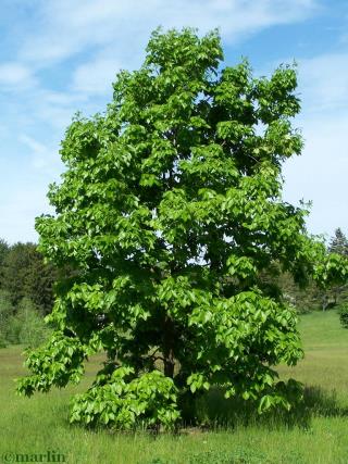 Shagbark-HIckory-Tree