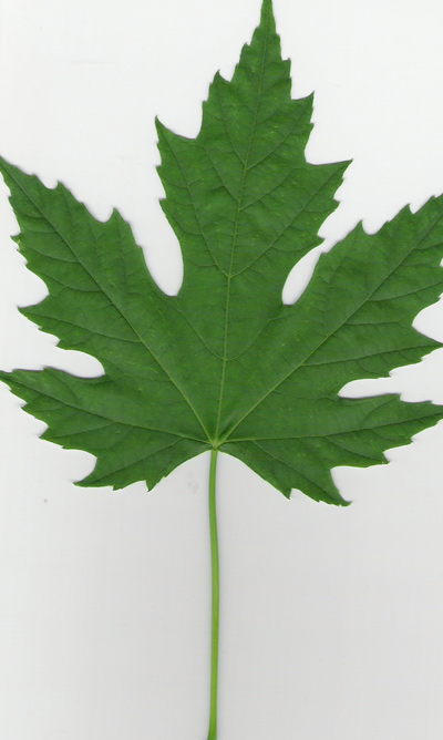 Silver maple leaf