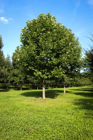 Tuliptree